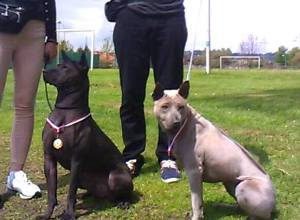 13147928_1073789539352659_1478371176_o