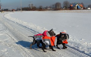 Shark Sikaru i Sasouke 4