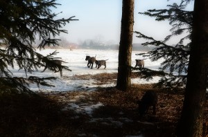 szczeniaczki spacerują