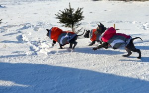 Shark Sikaru i Sasouke 3