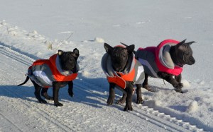 Shark Sikaru i Sasouke 5