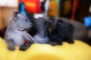 Saphiro Sagala Sasouke