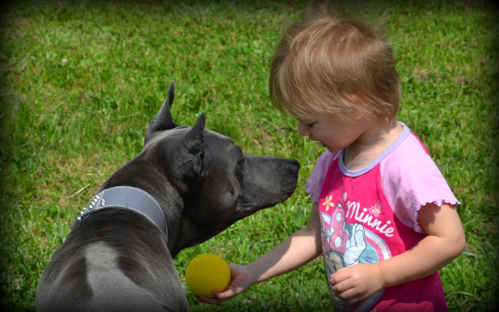 Thai Ridgeback Dog – play & fun!
