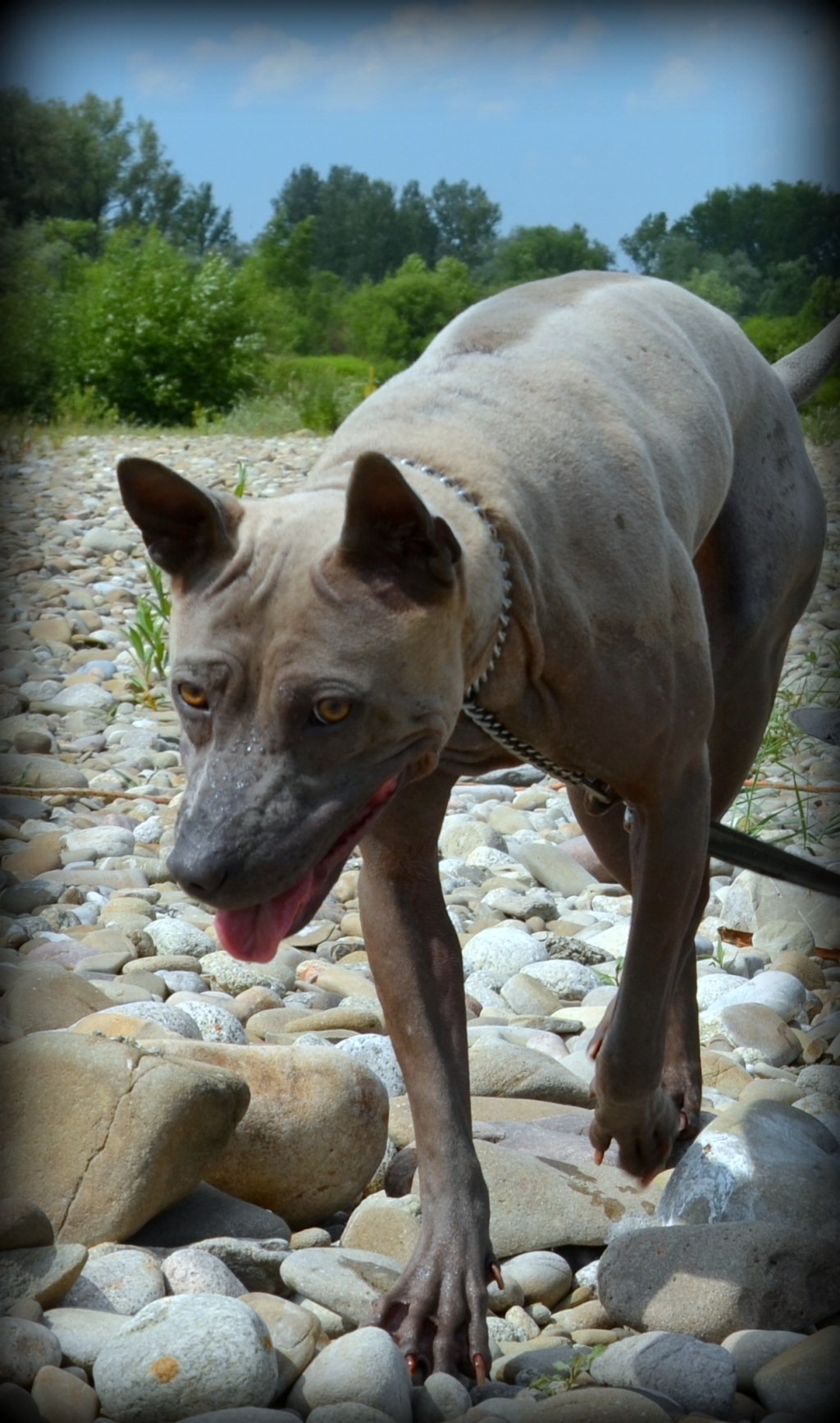Today’s walk over the river Dunajec