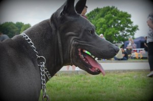 Shadow Śnieżne Zjawisko
