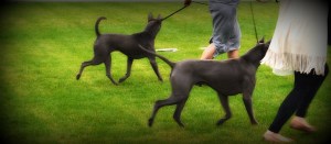 Shadow Śnieżne Zjawisko