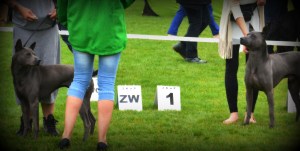 Shadow Śnieżne Zjawisko