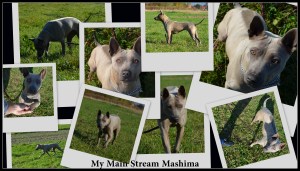 My Main Stream Mashima