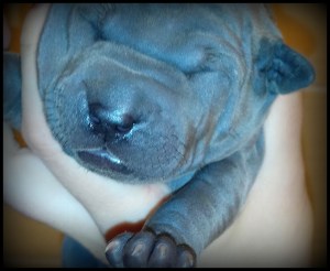 thai ridgeback dog puppies