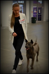 Shadow Sniezne Zjawisko