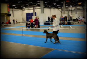 Shadow Sniezne Zjawisko