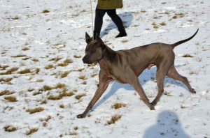 Shadow Sniezne Zjawisko