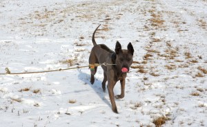 Shadow Sniezne Zjawisko