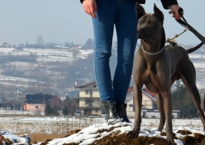 Shadow Sniezne Zjawisko