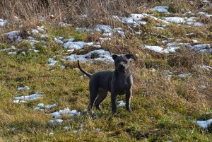 Daenerys Ancient Kynopolis