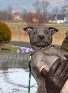 Daenerys Ancient Kynopolis