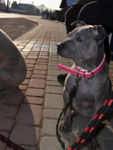 Doreah Ancient Kynopolis