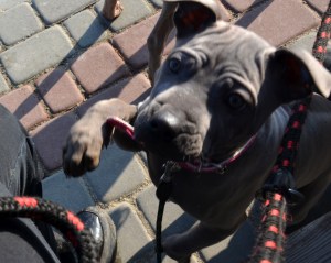 Doreah Ancient Kynopolis