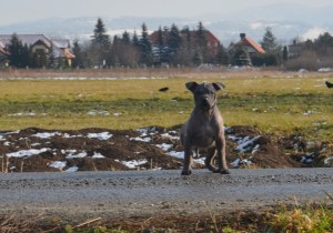Dothraki Ancient Kynopolis