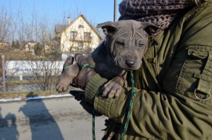 Daenerys Ancient Kynopolis