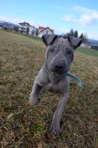 Drogo Ancient Kynopolis