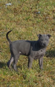 Daenerys Ancient Kynopolis