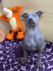 Archentar - blue male