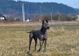 Shadow Śnieżne Zjawisko