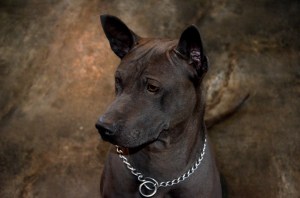 Kareena Volarius FCI