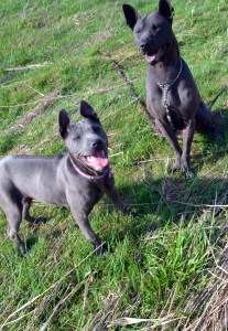 Thai ridgeback dog