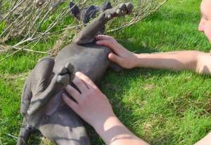 Thai ridgeback dog