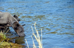 Thai ridgeback dog