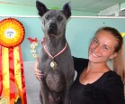 Blue Thai Ridgeback Dog