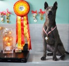 Blue Thai Ridgeback Dog