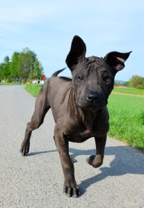 Asija - suczka Thai Ridgeback Dog
