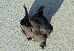 Asija - suczka Thai Ridgeback Dog