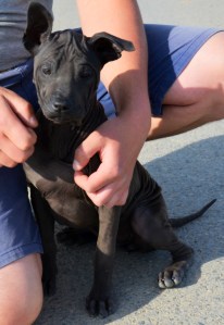 Asija - suczka Thai Ridgeback Dog