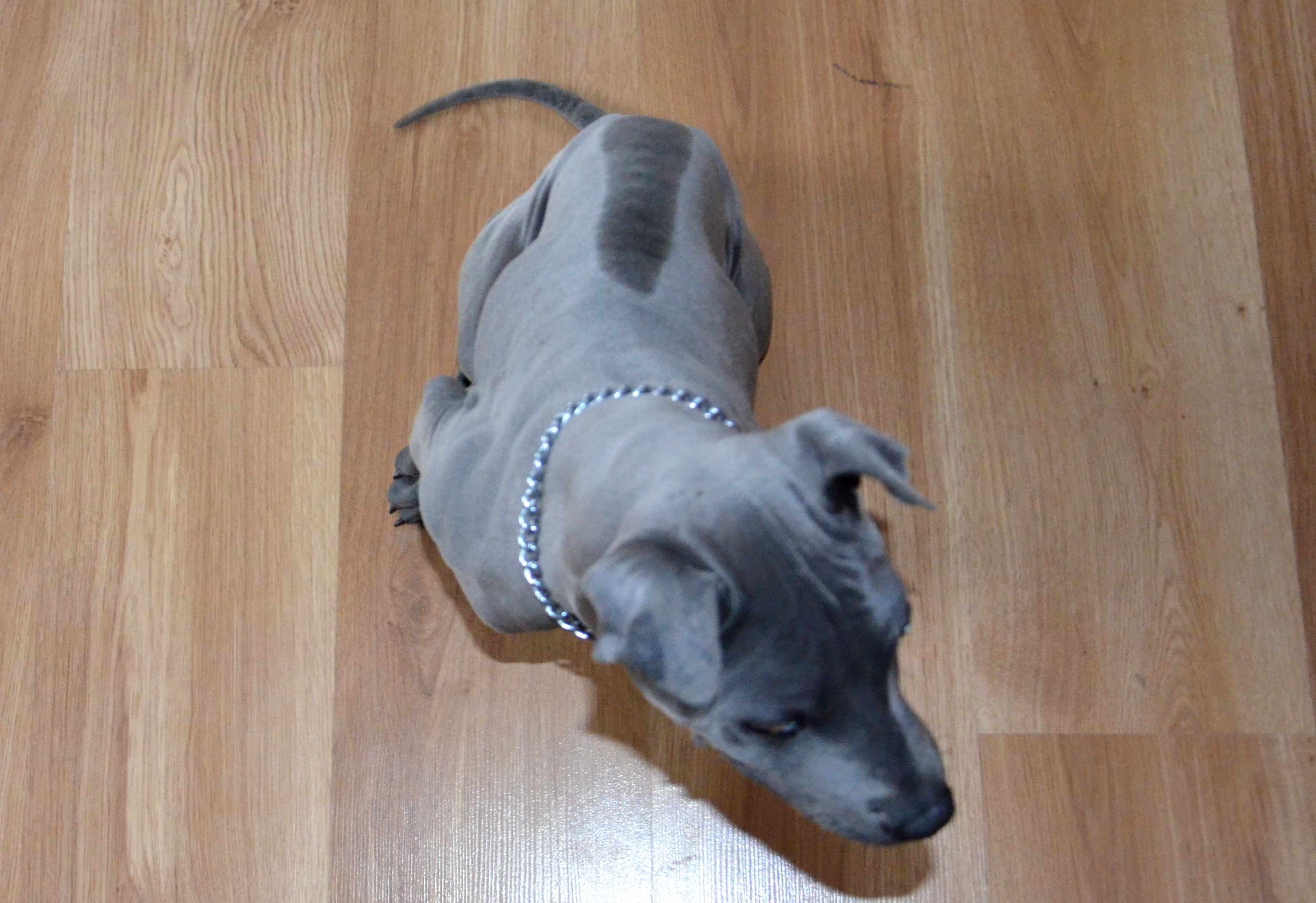 blue thai ridgeback dog