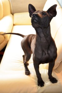 Asija Ancient Kynopolis