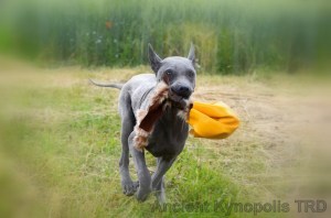 Thai Ridgeback Dog puppy