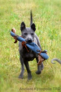 Thai Ridgeback Dog puppy