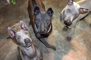 Sasouke, Daenerys & Atodoi