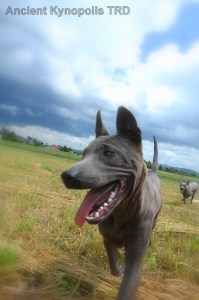Thai Ridgeback Dog puppy