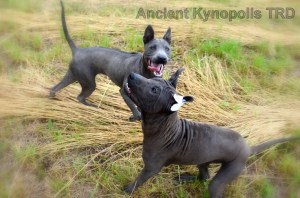 Thai Ridgeback Dog puppy