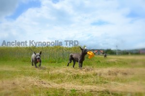 Thai Ridgeback Dog puppy