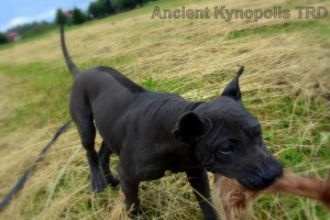 Thai Ridgeback Dog puppy