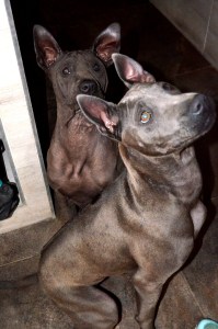 Daenerys & Asija Ancient Kynopolis