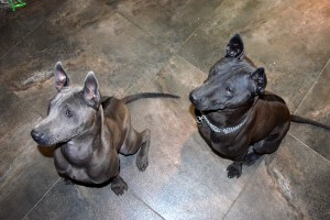 Sasouke & Daenerys Ancient Kynopolis