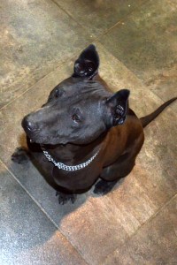 Sasouke Ancient Kynopolis