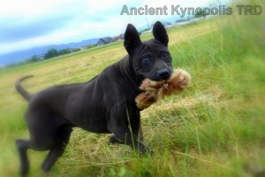 Thai Ridgeback Dog puppy